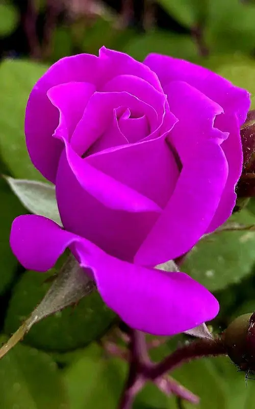Magenta Rose In Full Bloom