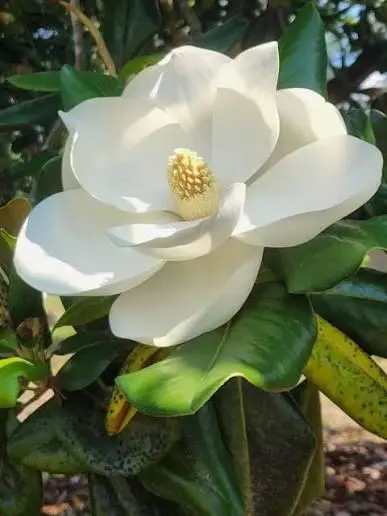 Magnolia Flower And Green Leaves