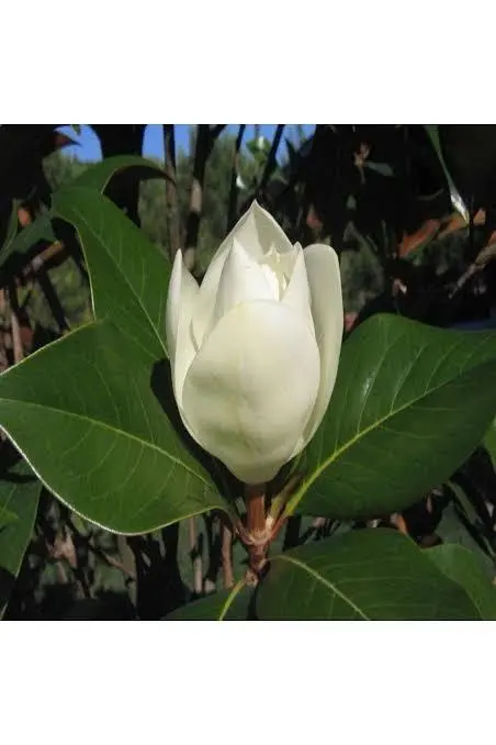 Magnolia Flower And Green Leaves