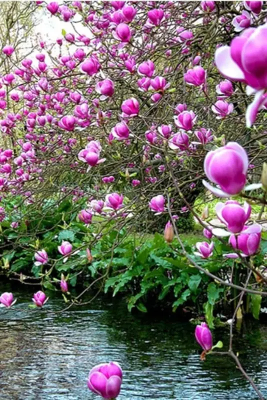 Magnolias Overlooking A Peaceful Stream