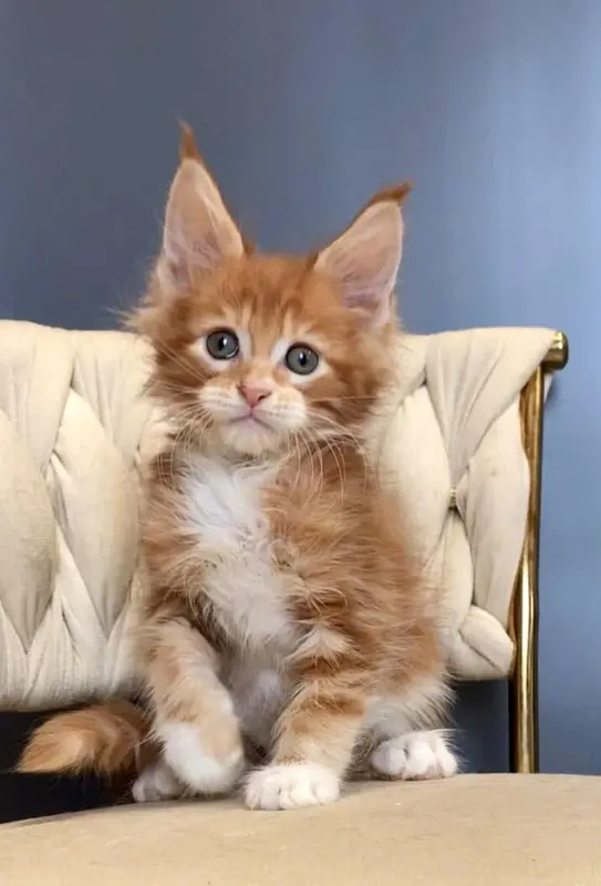 Maine Coon Kitten Posing