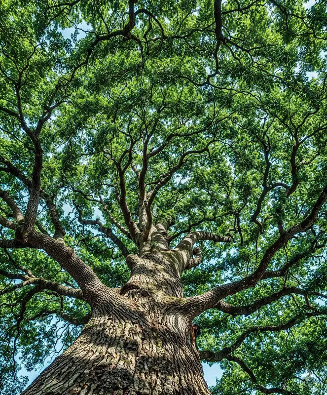 Majestic Tree Viewed From Below