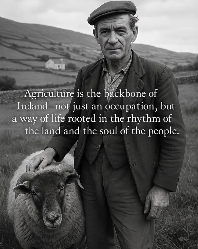 Man, Sheep, And Irish Landscape