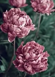 Mauve Peonies In The Garden