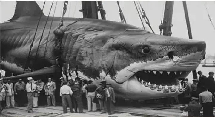 Mechanical Shark Display On Dock