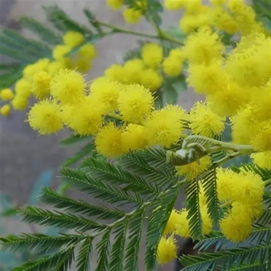 Mimosa Plant Close-up