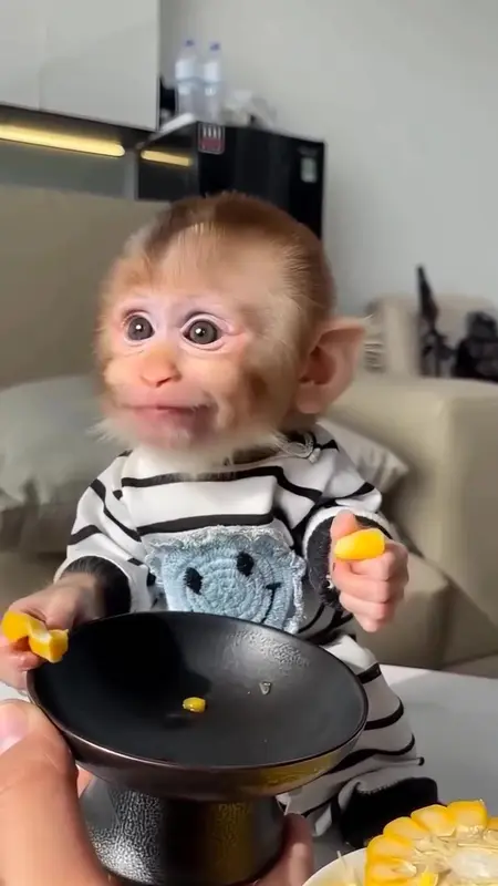 Monkey With Fruit Bowl