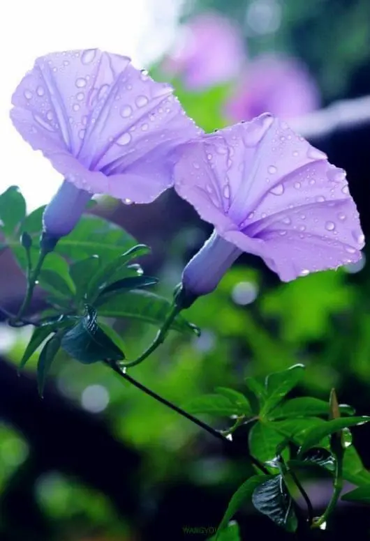 Morning Glory Flowers With Waterdrops