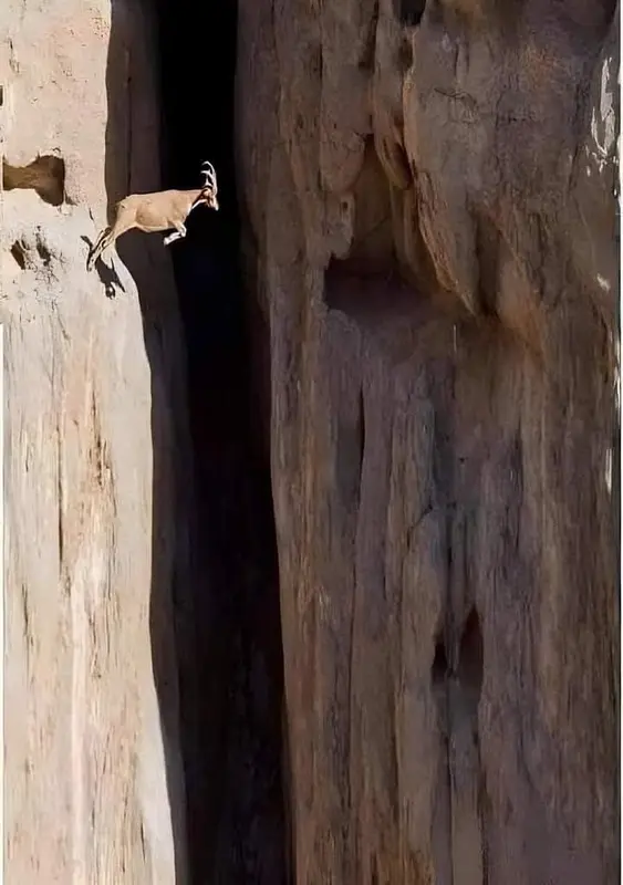 Mountain Goat Cliff Jump