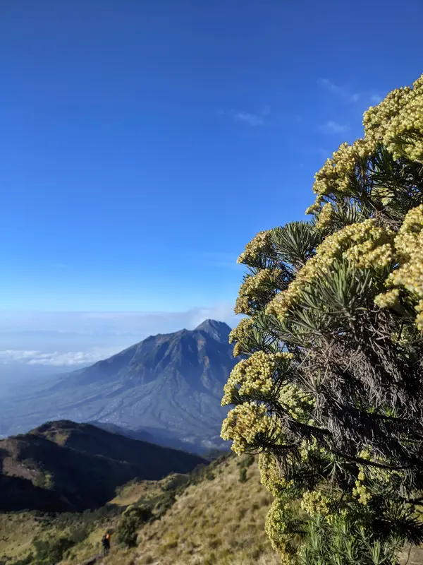 Mountain Landscape With Shrub