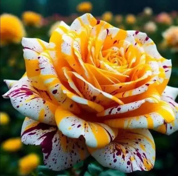 Multicolor Splattered Rose Closeup