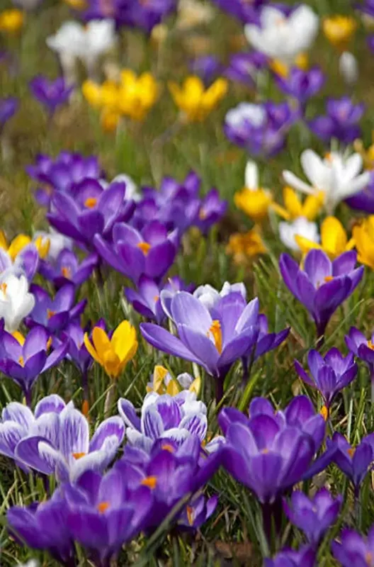 Multicolored Crocus Field Blossoms