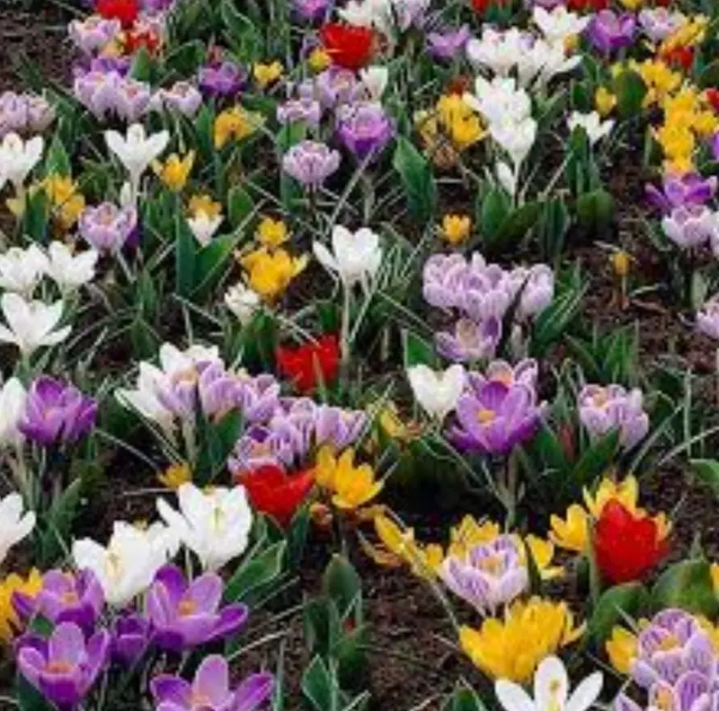 Multicolored Crocus Flowers Bloom
