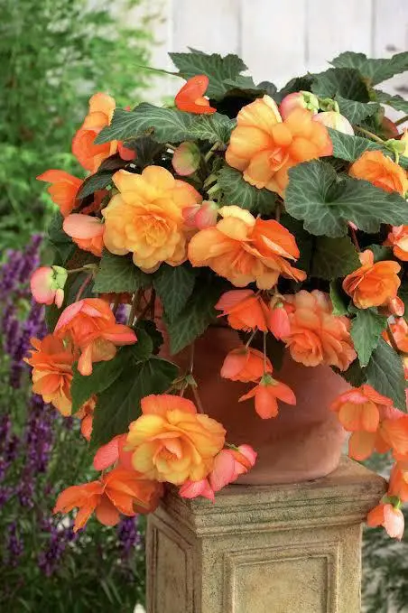 Orange Begonias On Stone Pedestal