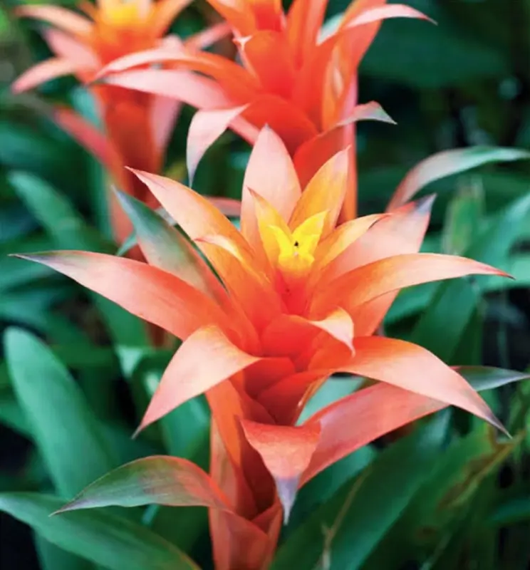Orange Bromeliads Against Green Leaves