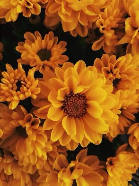 Orange Chrysanthemums In Bloom