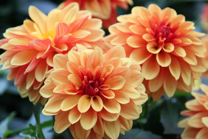 Orange Dahlias Close-Up Display