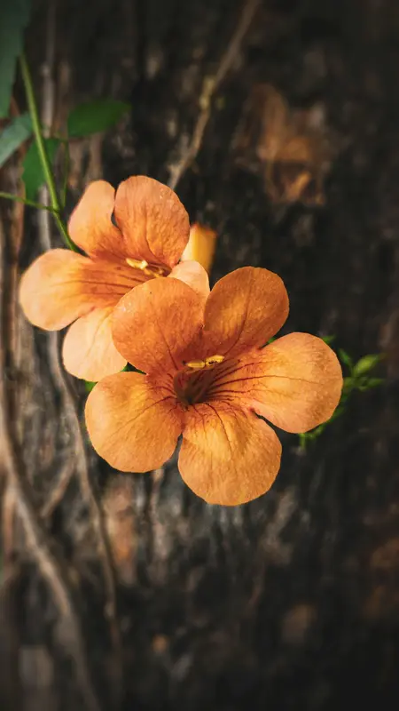 Orange Flowers Against Dark Background