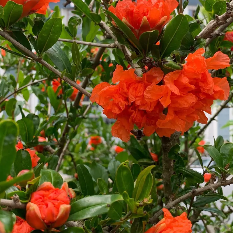Orange Flowers And Green Leaves