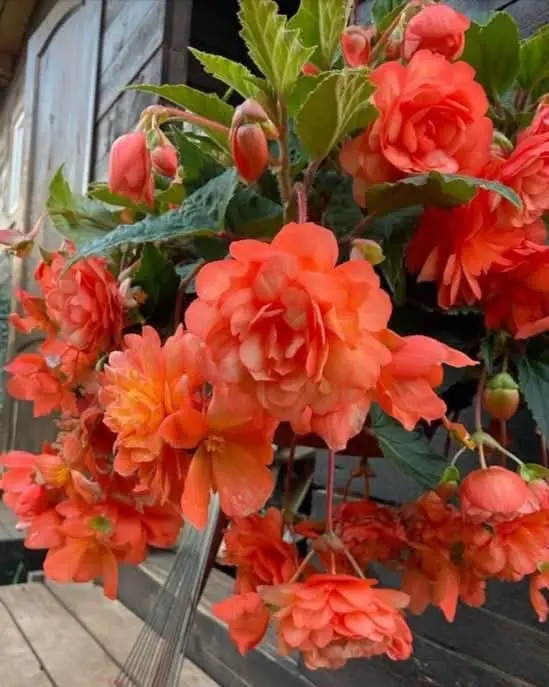 Orange Flowers In Bloom