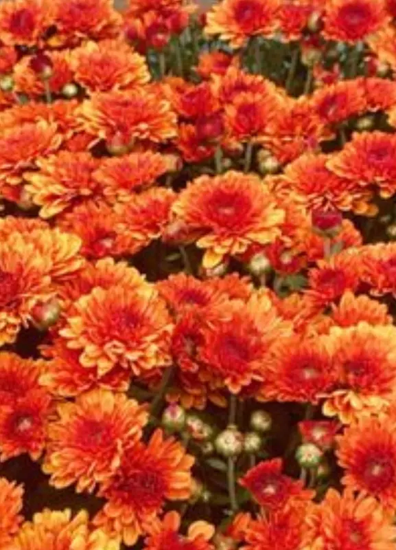 Orange Flowers In Full Bloom