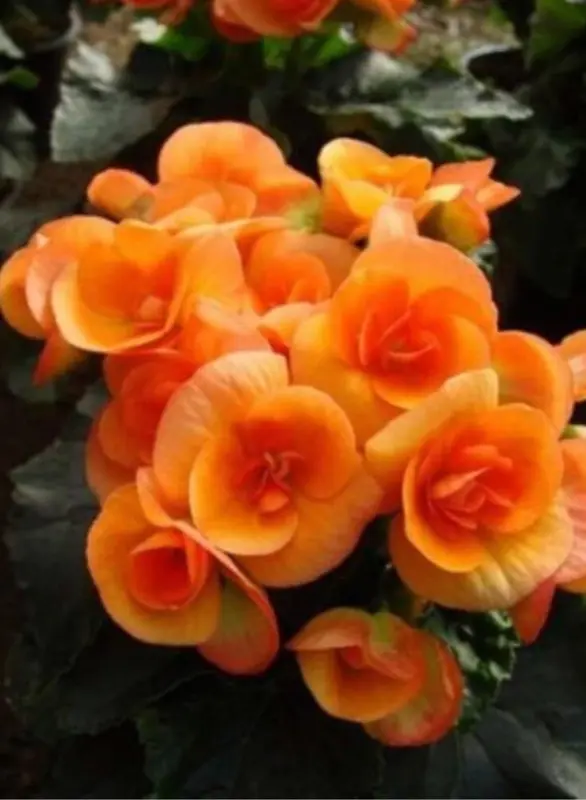 Orange Flowers In Full Bloom