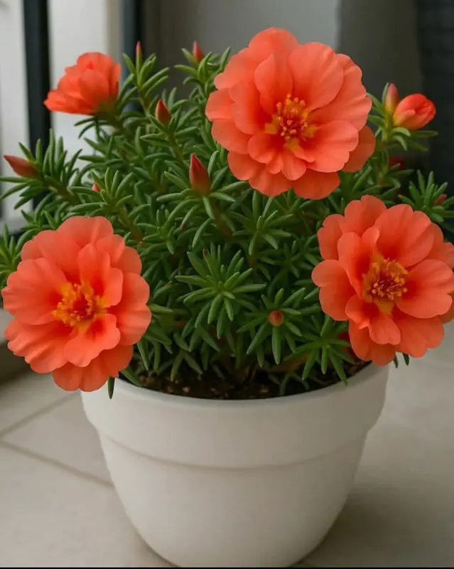 Orange Flowers In White Pot