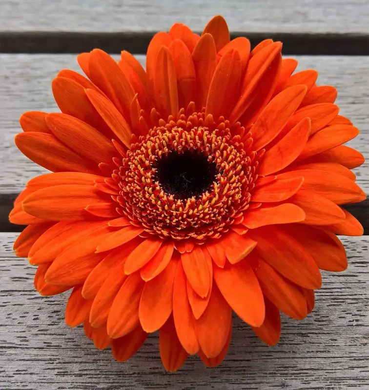 Orange Gerbera Daisy Close-Up