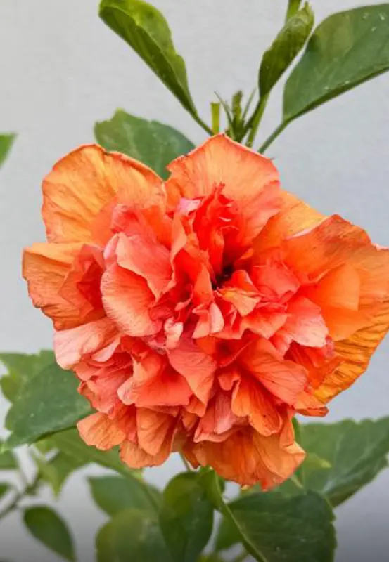Orange Hibiscus Flower Close-up