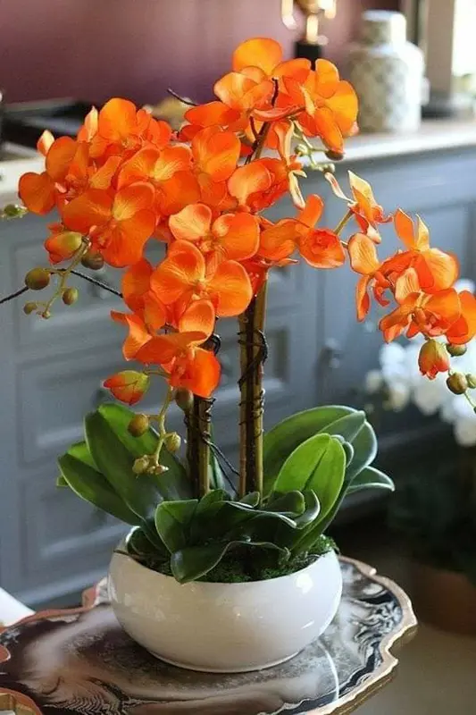 Orange Orchid In White Pot
