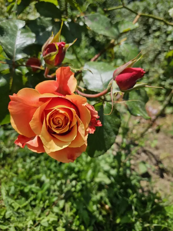 Orange Rose Blossoms In Garden