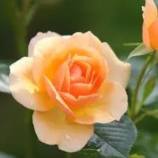 Orange Rose In Bloom