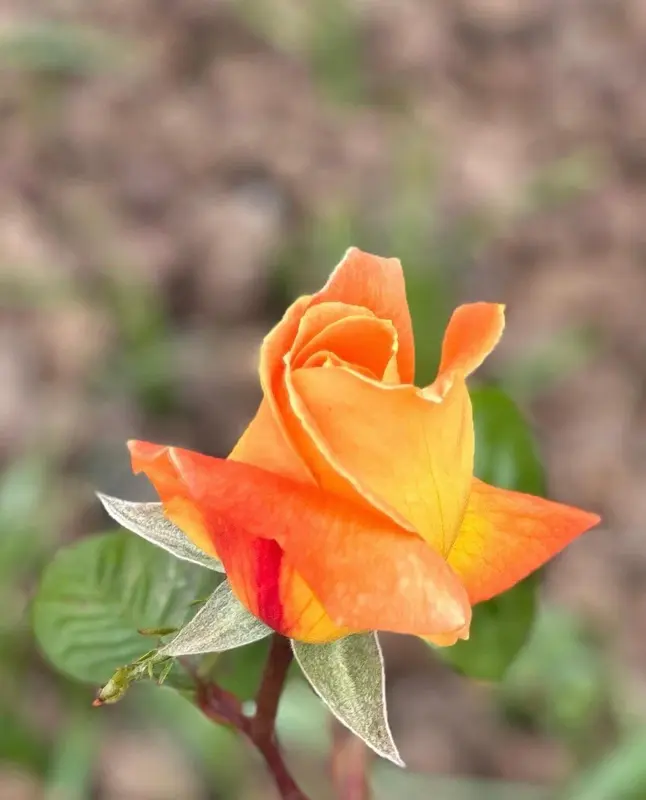 Orange Rose In Bloom