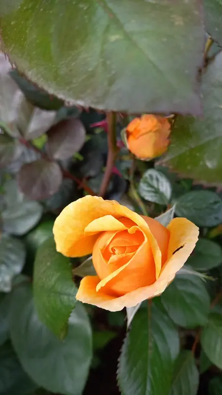 Orange Rose In Botanical View
