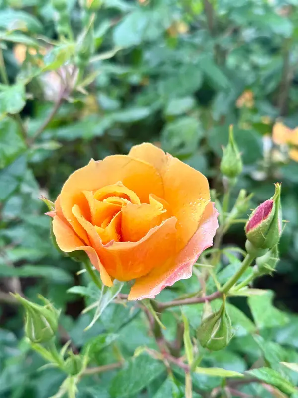 Orange Rose In Garden