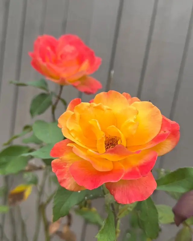 Orange Roses Close Up Bloom