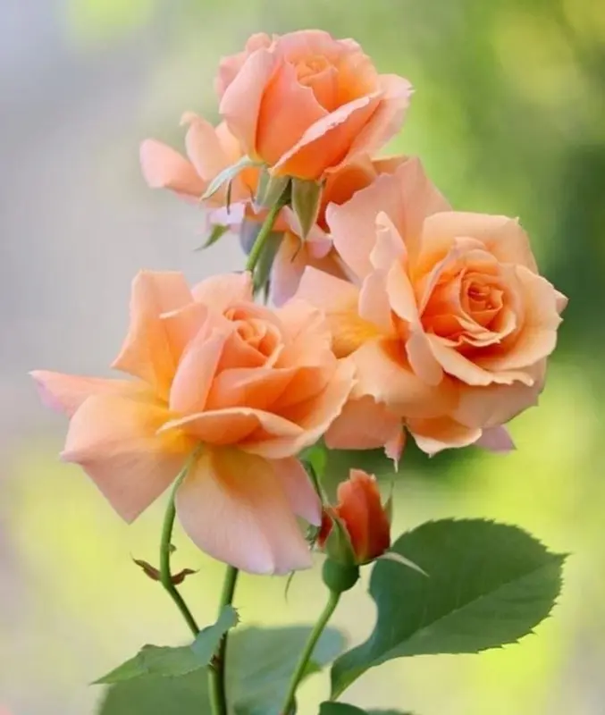 Orange Roses In Bloom