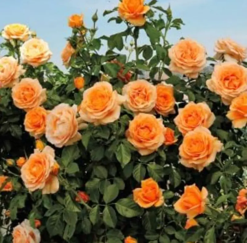 Orange Roses In Full Bloom