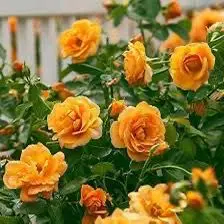Orange Roses In Full Bloom