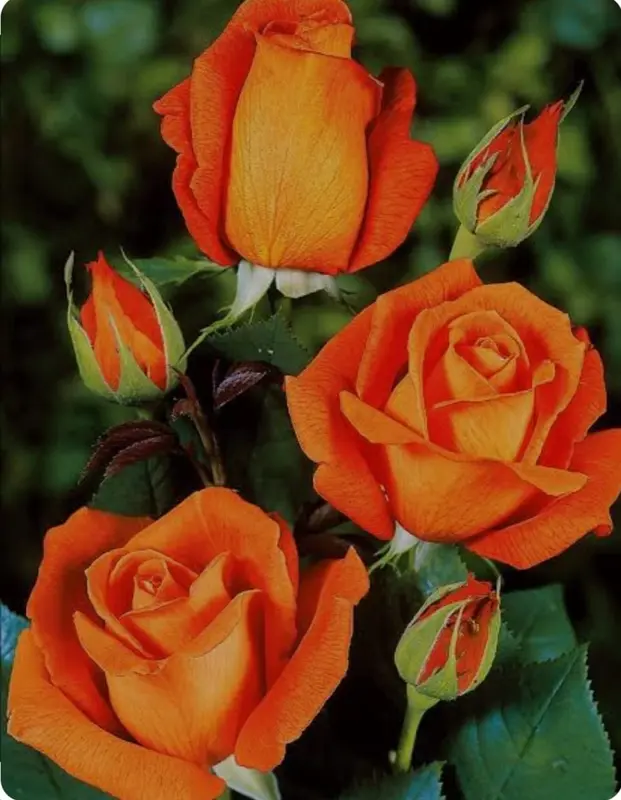 Orange Roses With Green Leaves