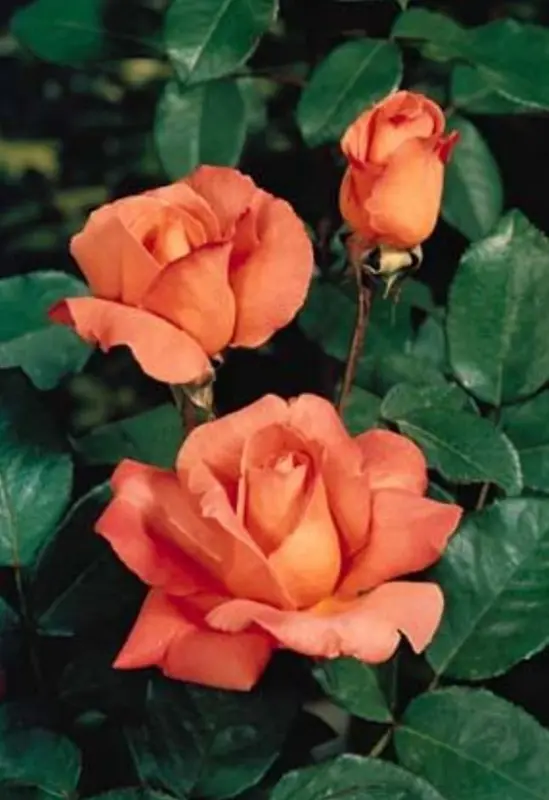 Orange Roses With Green Leaves