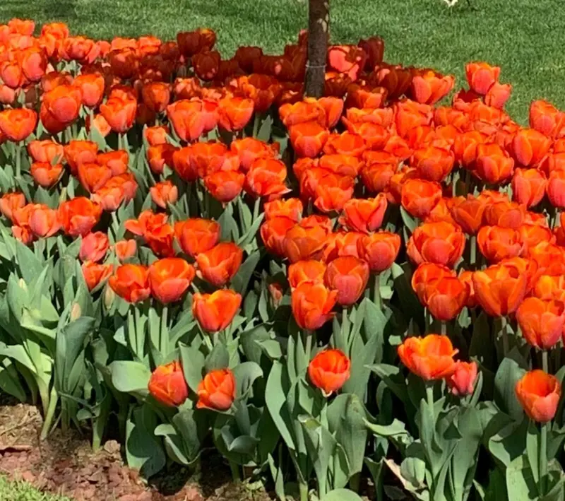 Orange Tulips Garden Bed