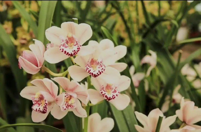 Orchids In Soft Bloom