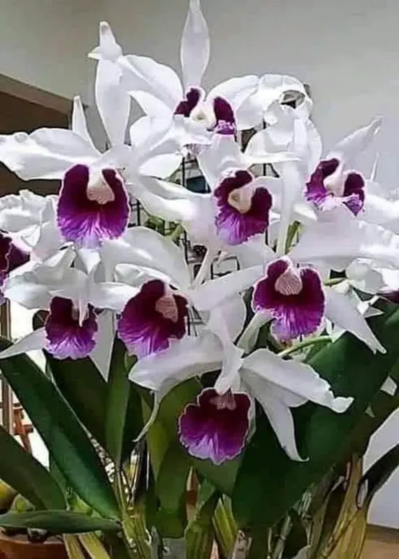 Orchids With Purple Centers