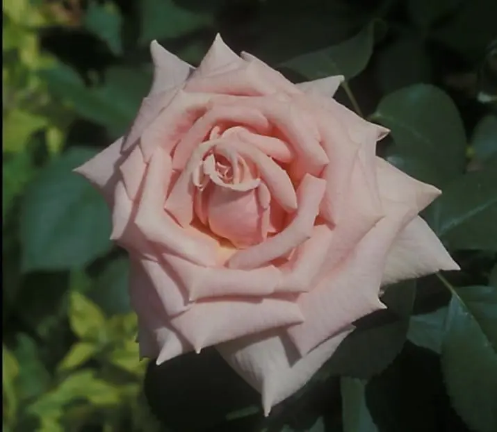 Pale Pink Rose Blooming Beauty