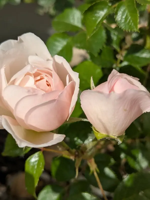 Pale Pink Roses In Sunlight