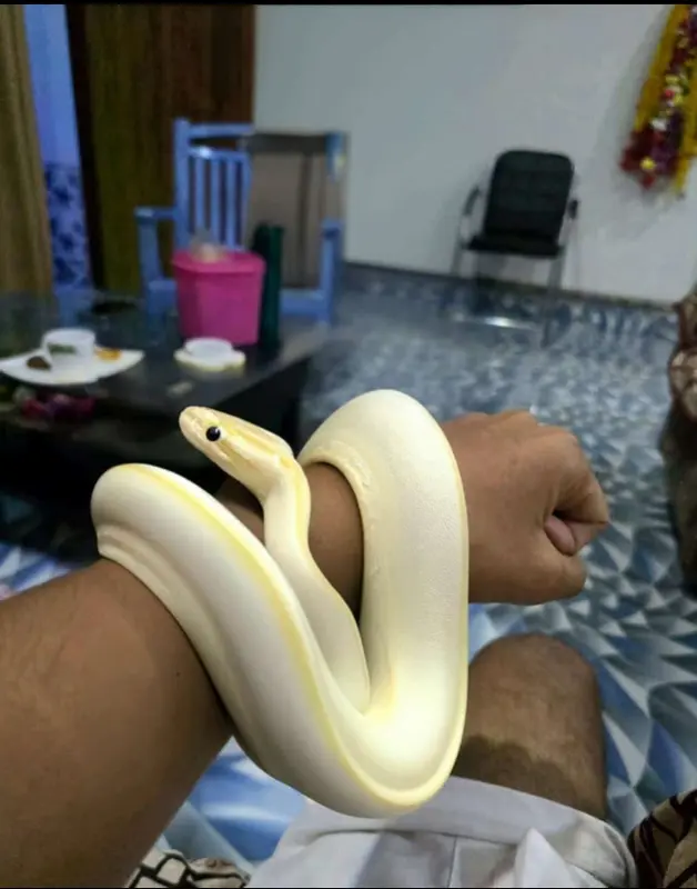 Pale Snake On Arm