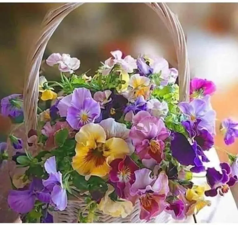 Pansies In Wicker Basket