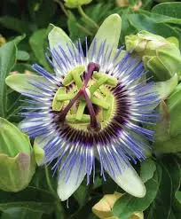 Passion Flower Close-up View