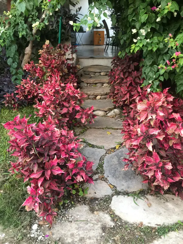 Pathway With Colorful Plants